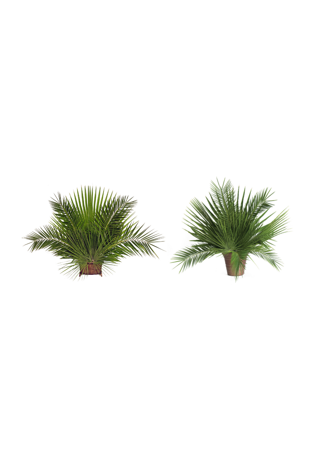 Date Palm - JSDATE-Church Life-Palm Gardens-Michigan Church Supply