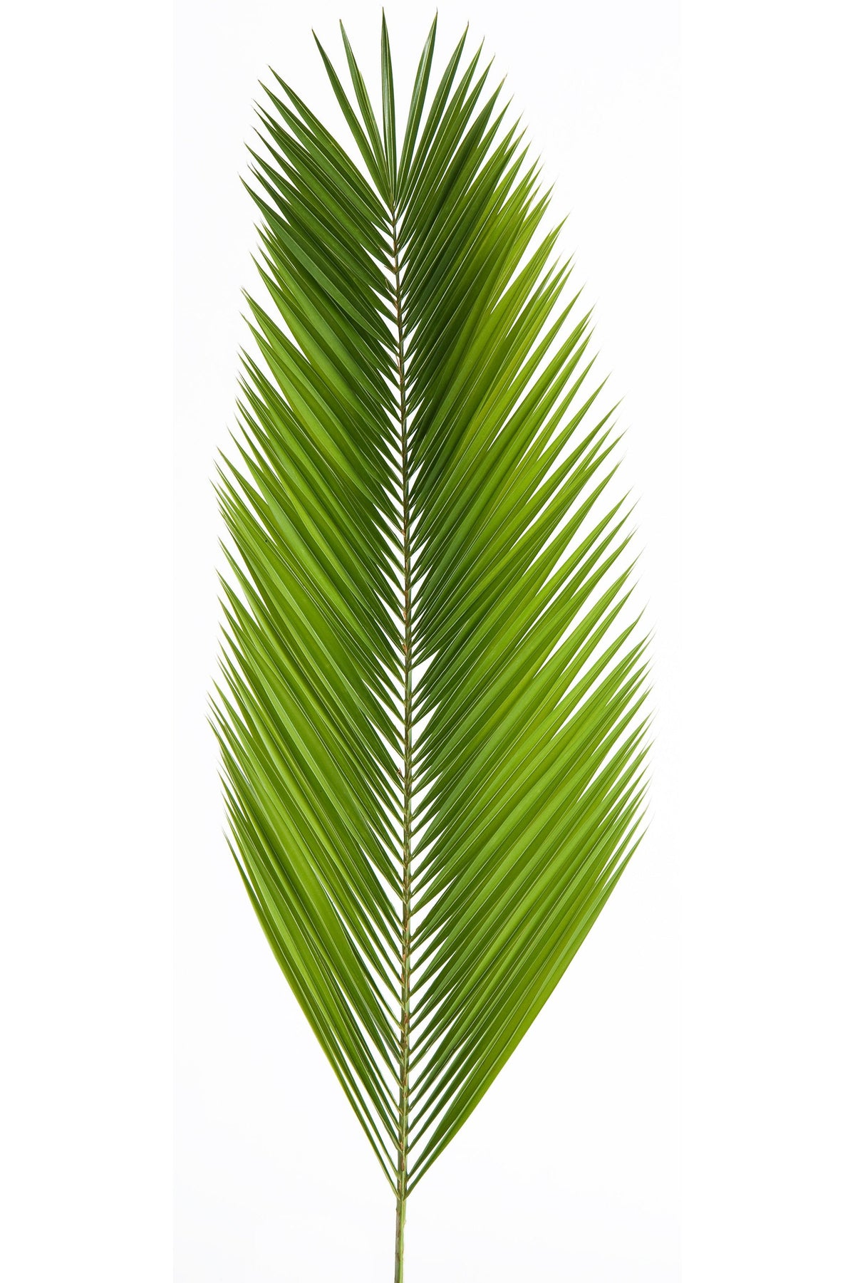 Date Palm - JSDATE-Church Life-Palm Gardens-Michigan Church Supply