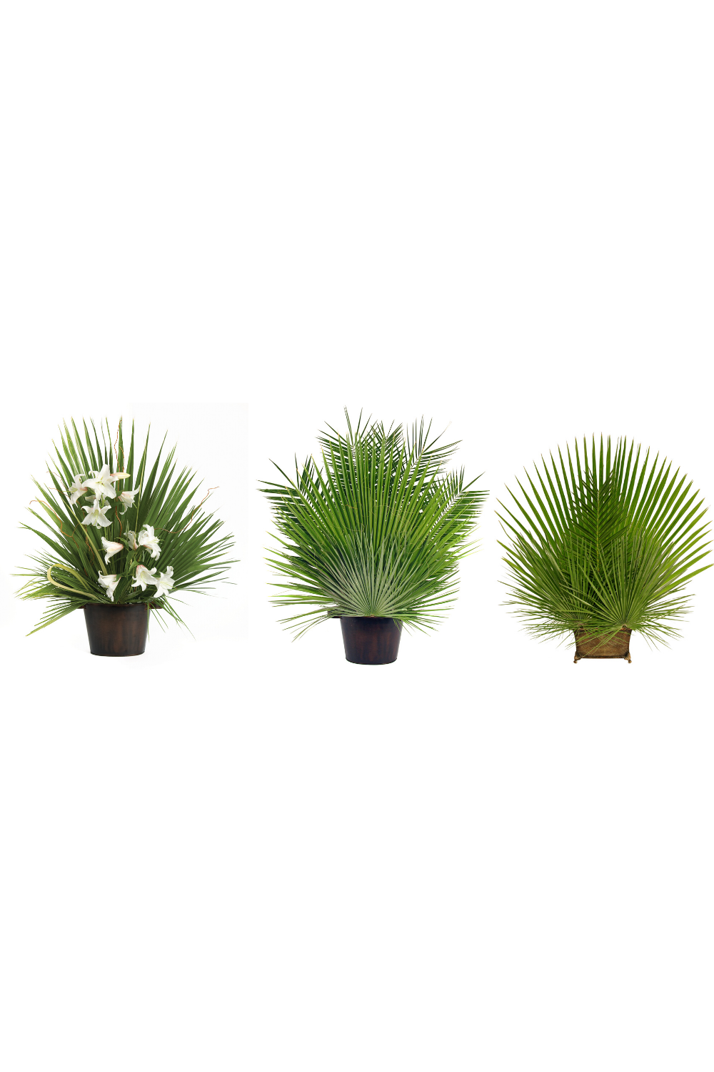 Fan Leaf Palm - JSFAN-Church Life-Palm Gardens-Michigan Church Supply