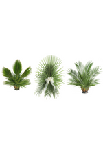 Fan Leaf Palm - JSFAN-Church Life-Palm Gardens-Michigan Church Supply