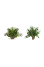 Fan Leaf Palm - JSFAN-Church Life-Palm Gardens-Michigan Church Supply