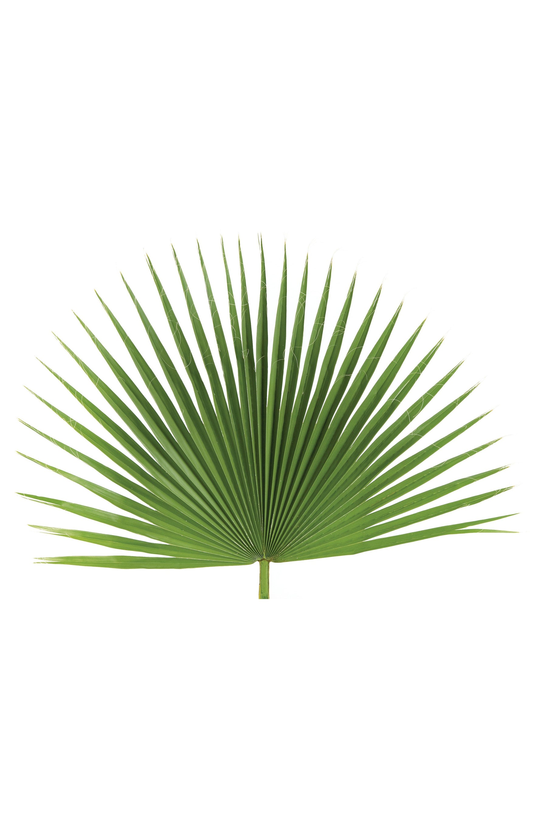 Fan Leaf Palm - JSFAN-Church Life-Palm Gardens-Michigan Church Supply