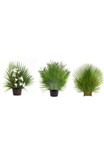 Mediterranean Palm - JSMED-Church Life-Palm Gardens-Michigan Church Supply